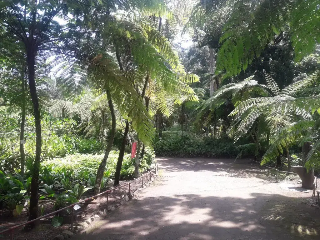 Lush greenery in a tranquil garden