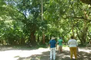 People observing lush tropical scenery